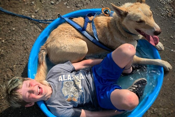 Summer Dog Sledding Adventure in Willow, Alaska - Exploring the Alaskan Wilderness on a Dog Sled