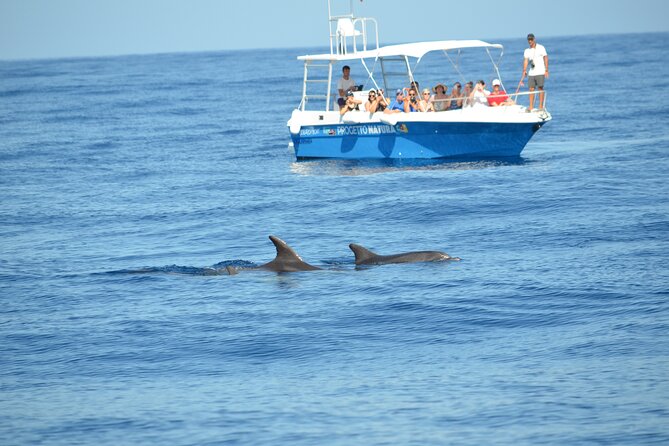 Summer Tour: Dolphin Watching and Guided Snorkeling - Inclusions and Equipment