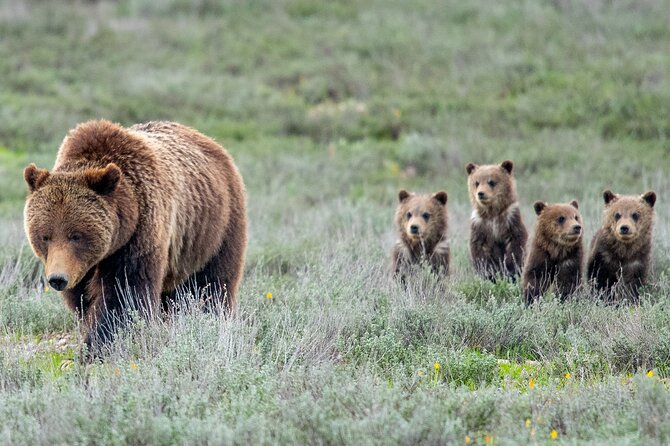Sunrise 4-Hour Grand Teton Wildlife Adventure - Explore the Lakes and Forests of the National Park