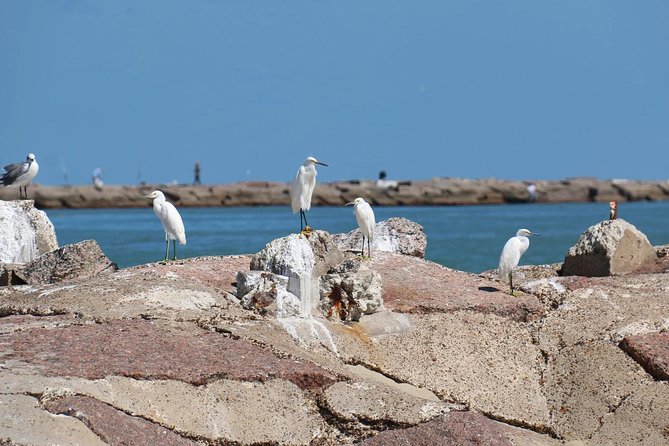 Sunset Dolphin Watch Tour - Accessibility and Meeting Information