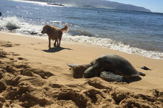 Surf Lessons on the North Shore of Oahu - The Lesson Structure Explained