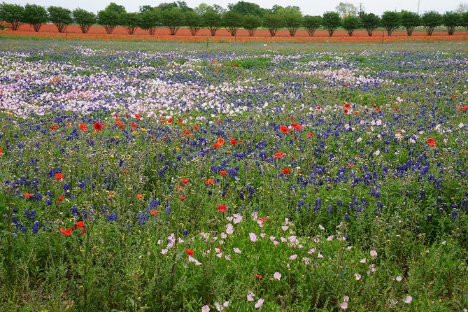 Texas Hill Country and LBJ Tour From San Antonio - Itinerary and Attractions