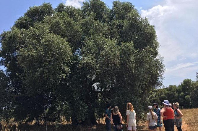 The Governors Olive Mill Tour With Olive Oil Tasting - Insights From the Dafnis Family