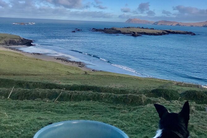 The Great Blasket Island Experience - Premium Tour - Customer Feedback and Reviews
