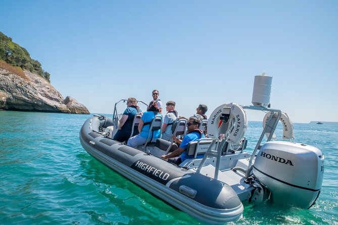 Torquay Coastal RIB Seafari - Experience Highlights