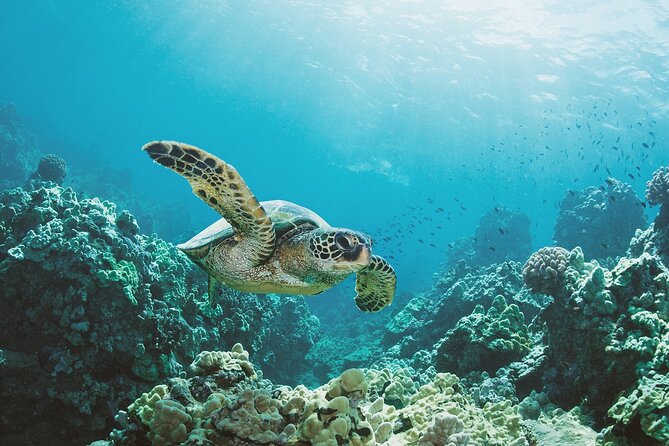 Turtle Canyon Snorkel Adventure in Waikiki, Oahu - Traveler Reviews and Ratings