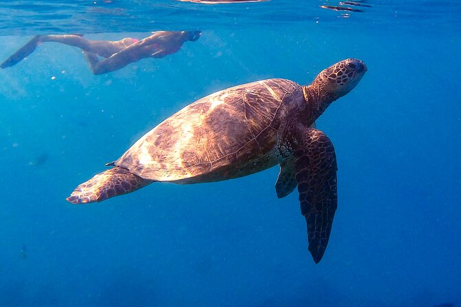 Turtle Canyon Snorkel From Waikiki (Turtles GUARANTEED!) - Inclusions and Requirements