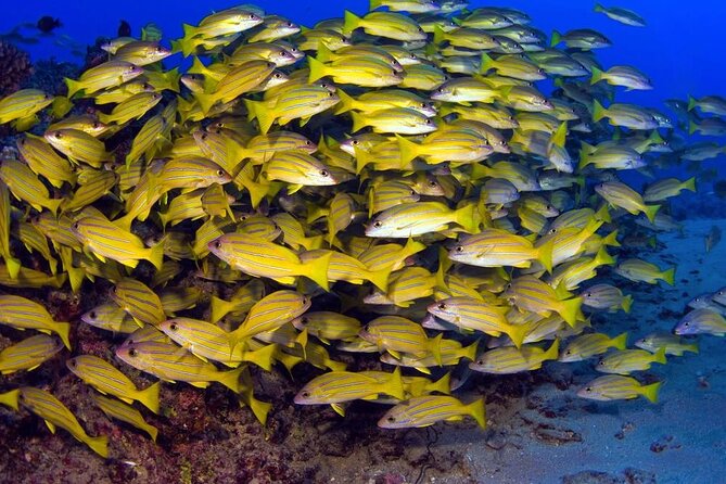 Turtle Reef Kayak Tour of Makena, Maui - Tour Schedule and Recommendations