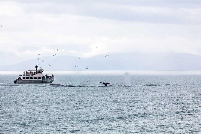 Ultimate Juneau Whale Watch Plus Mendenhall Glacier Photo Stop - Tour Inclusions