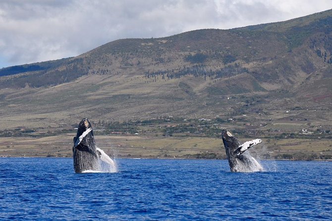 Ultimate Whale Watch, 2 Hour (Lahaina) Raft Style - Health and Safety Guidelines