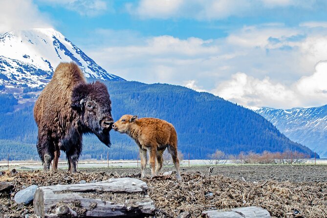 Valley of Glaciers Experience With Portage Glacier Cruise and Wildlife Tour - Tour Experience and Guide Feedback