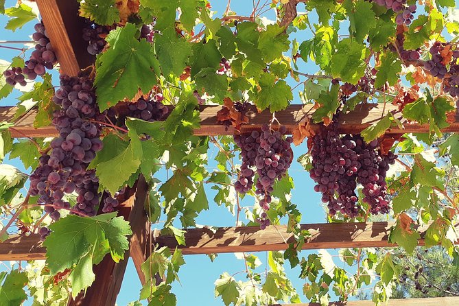 Vino Venture: Explore With a Local - Troodos Mountains Thru Wine! - Itinerary and Experience