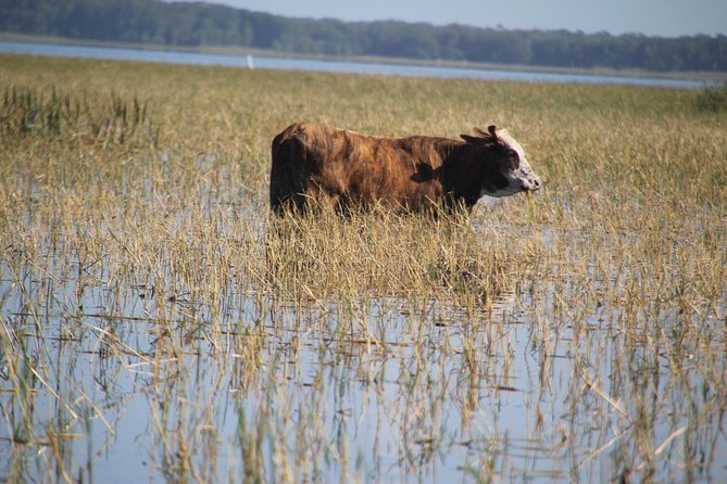 VIP Private Airboat Tour Near Orlando - Tour Details and Inclusions