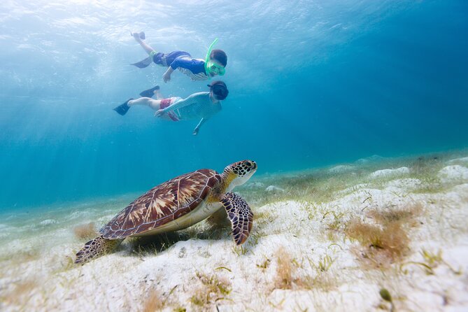 Waikiki Green Sea Turtle Snorkeling Tour - Boat Excursion - Snorkeling Locations