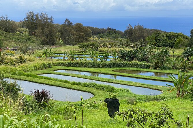 Waipi'o on Horseback: Mountain Ocean Views Working Cattle Ranch - Wildlife and Scenery