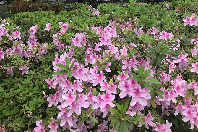 Welcome to Savannah Guided Walking Tour - Discovering the Historic District