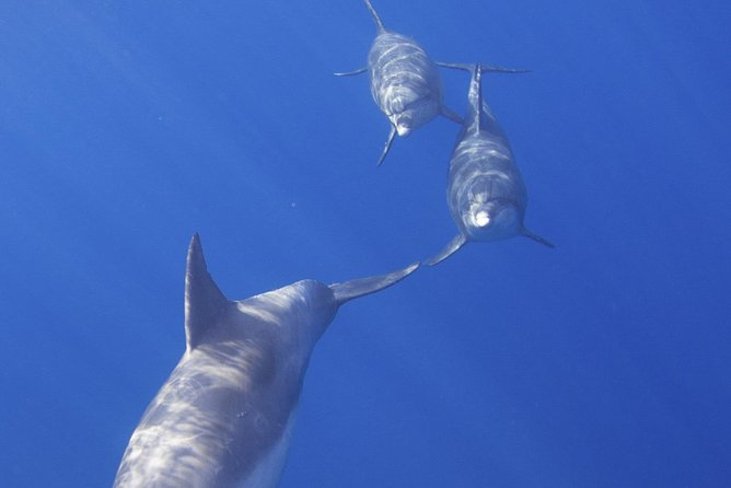 West Oahu Green Sea Turtle and Dolphin Snorkel Sail With Lunch - Inclusions and Amenities