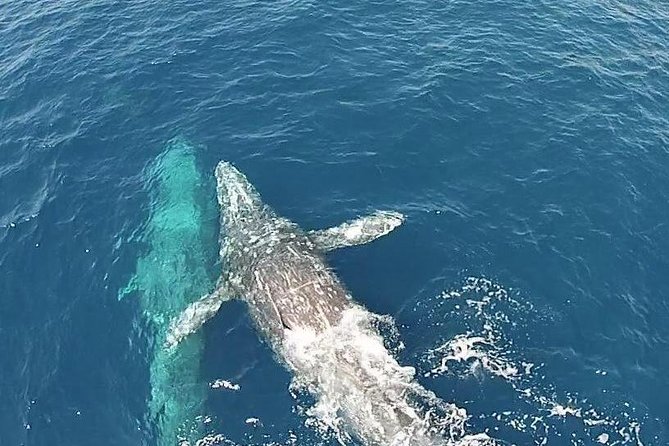 Whale Watching Excursion in Dana Point - Accessibility and Additional Information