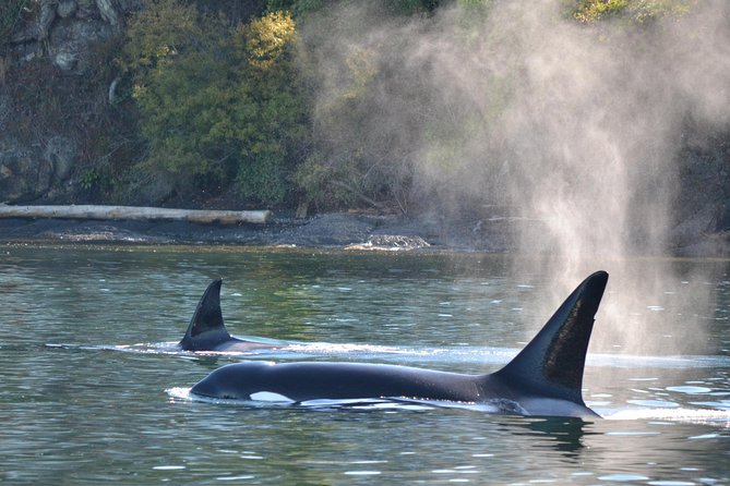 Whale Watching From Friday Harbor - Vessel and Tour Details