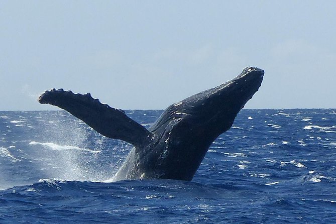 Whale Watching From Maalaea Harbor - Tour Inclusions