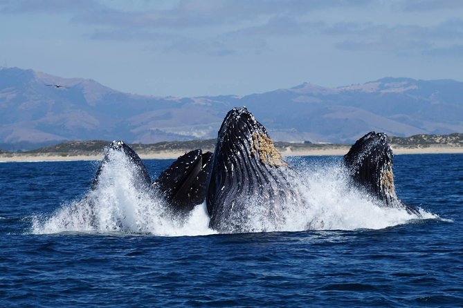 Whale Watching Tour - Tour Details and Boat Specifications