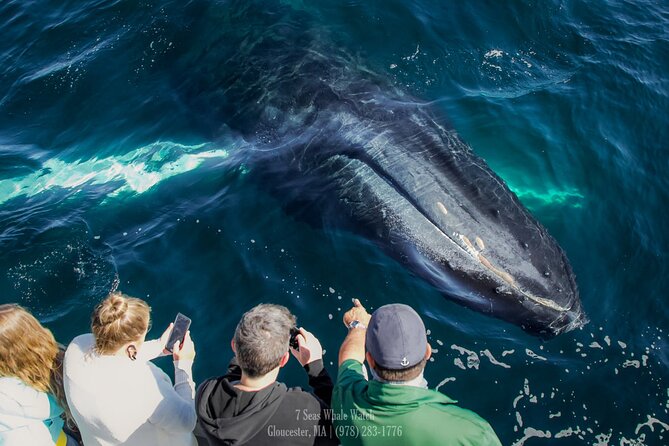 Whale Watching Trips to Stellwagen Bank Marine Sanctuary. Guaranteed Sightings! - Sightings and Wildlife Diversity