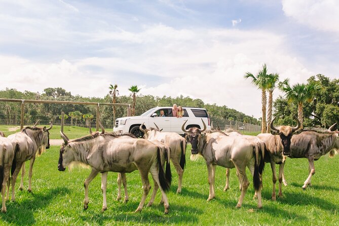 Wild Florida Drive-Thru Safari and Gator Park Admission - Safari Experience