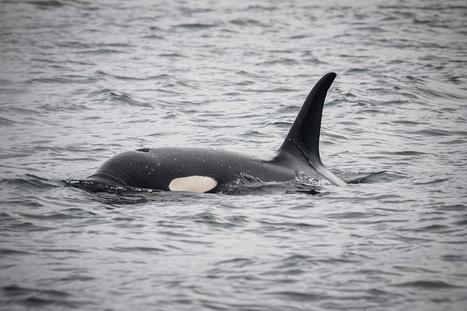 Wildlife Viewing and Whale Watching Quest - Ketchikans Untamed Beauty and Diverse Wildlife