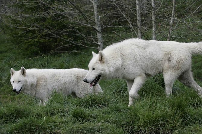 Wolf Experience - Presentation and Interactive Elements