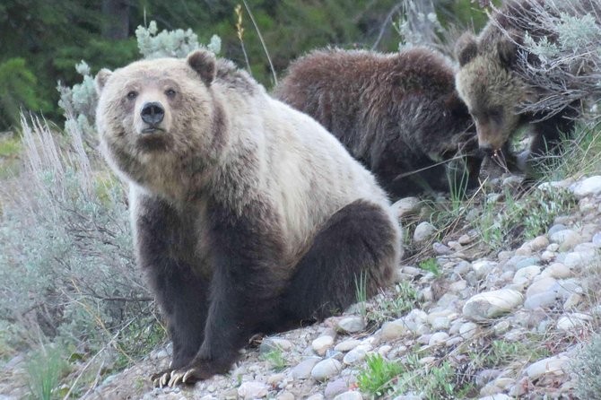 Yellowstone National Park - Full-Day Lower Loop Tour From Jackson - Itinerary Highlights