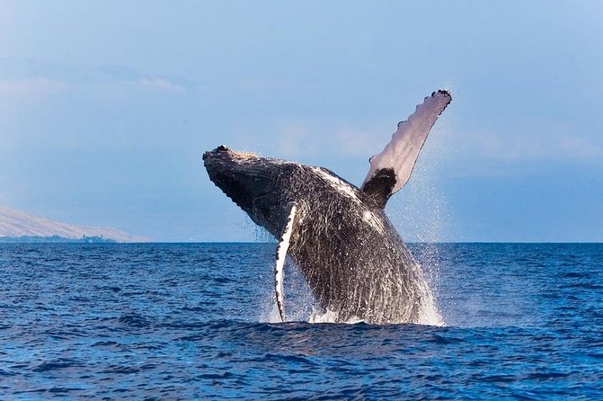 Zodiac Raft Whale Watching Adventure - Encountering Humpback Whales