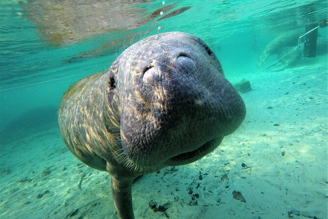 3 Hours Manatee Swim Tour in Florida - Key Points