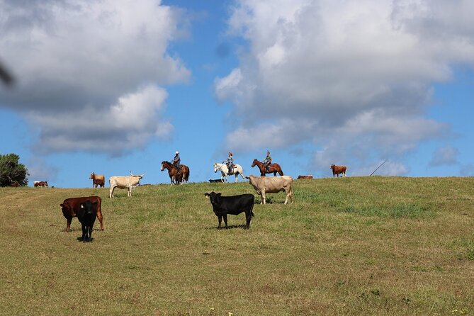 1 Hour Scenic Horseback Ride - Pricing and Reservations