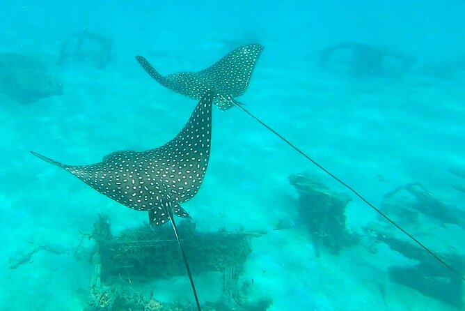 2 ½ - Hour Guided Snorkel Tour of Phil Foster Park, Free Videos! - Experience for First-Time Snorkelers and Children