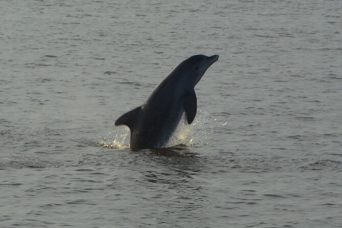 2-Hour Dolphin and Nature Eco Tour From Orange Beach - Inclusions and Pricing
