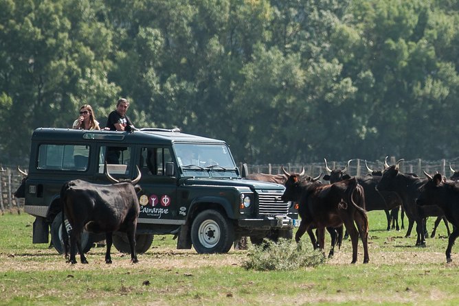 3.5 Hour Camargue 4x4 Safari From Le Grau-Du Roi - Customer Reviews
