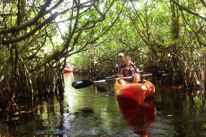 3 Hour Guided Mangrove Tunnel Kayak Eco Tour - Wildlife Viewing