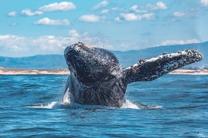 3-Hour Whale Watching Tour From Monterey - Traveler Reviews and Experiences