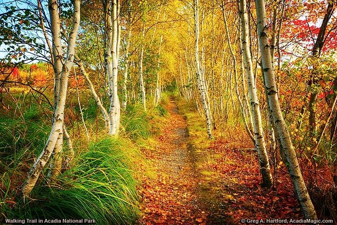 6 Hour Private Tour: Acadia National Park, Fjord & Lobster Lunch - Accessibility and Participation