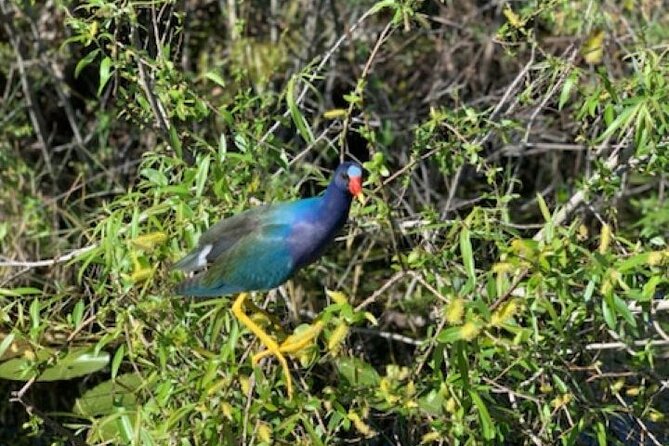 60 Min Small Group Everglades Airboat Ride in Miami - Operator and Operational Note