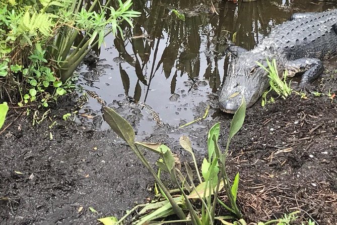 90 Minute Everglades Airboat Tour Near Orlando Florida - Traveler Experiences and Reviews