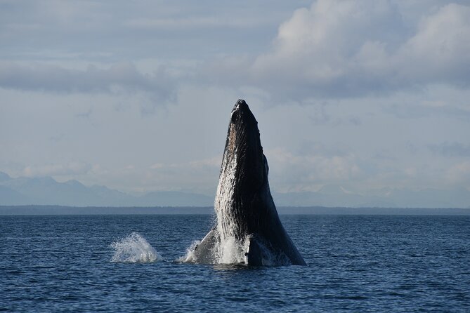 Alaska Whale Watching With Bonus Drone Viewing of Whales - Intimate Group Experience
