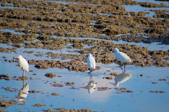 Albufera Natural Park Tour With Boat Ride From Valencia - Meeting and Pickup Information