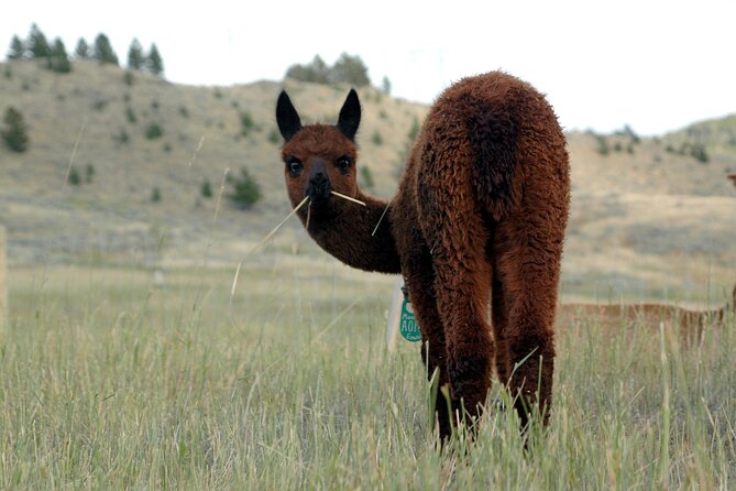 Alpaca and Llama Farm Tour - Learning About Alpacas and Llamas