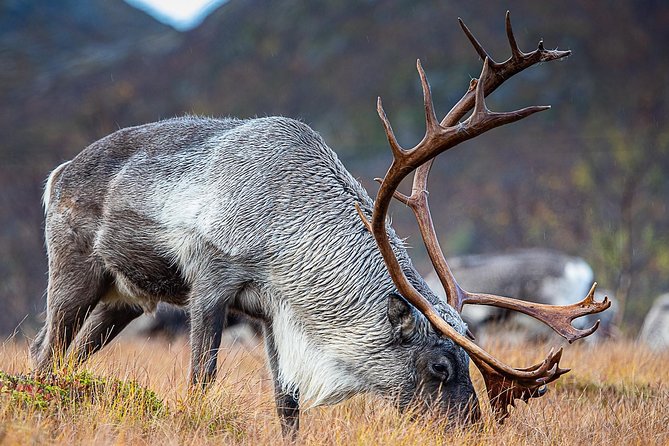 Arctic Nature Tour From Tromsø by Minibus - Tour Experience and Guides