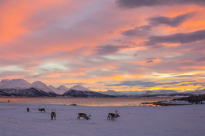 Arctic Road Trip From Tromso - Guide Performance and Positive Experiences