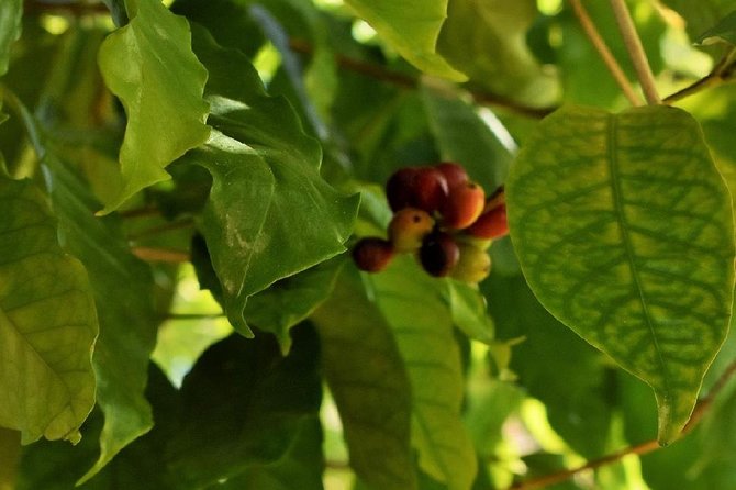 Award Winning Farm Tour: Coffee, Chocolate and Unique Gifts - Tasting Experiences