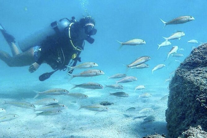 Beginner Scuba Diving Experience With Videos in West Palm Beach - Marine Life Sightings