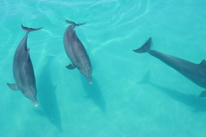 Biologist Owned & Operated: Dolphin Watching & Guided Snorkeling - Customer Reviews and Feedback