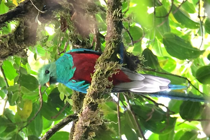 Birding Tour Curi Cancha - Professional Birding Guide Expertise